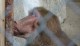 Jacko the Baboon Passed Away.