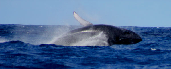 humpbackwhale28112012