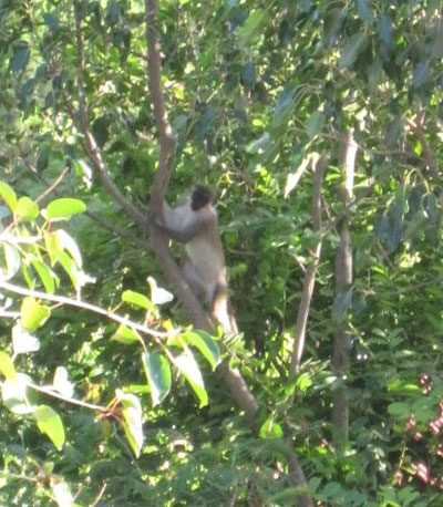 Monkey spotted in Pointe Blanche. (Photo courtesy Stephanie Reed) monkeyinpointeblanche04012012