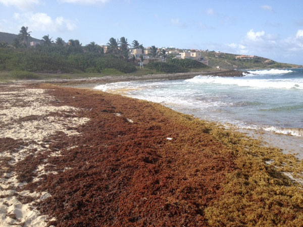 sargassoseaweedonguanabaybeach29072012