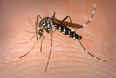 denguemosquito28012013