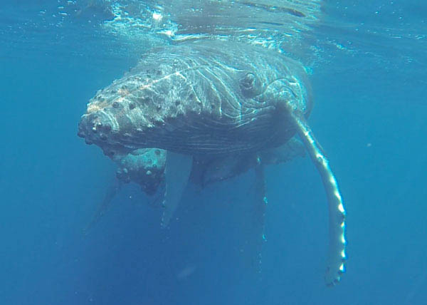 humpbackwhaleandcalf24012015