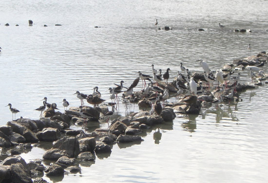 Birds at the Great Salt Pond. birdsatgreat_saltpond
