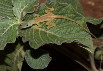 New Terrestrial Biodiversity Assessment for Project Corena in Sint Maarten.