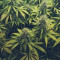 Prime Minister Dr. Luc Mercelina Highlights Concerns over Cannabis Legislation in St. Maarten.