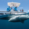 Sint Maarten Conservationist Tadzio Bervoets Featured in Shark Week Special.