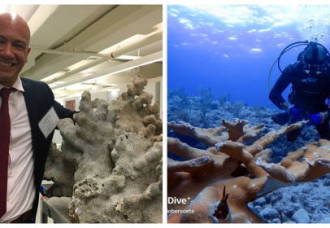Caribbean coral emergency response plan moves forward to address growing reef threats.