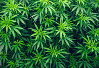 Grenada Parliament Approves Landmark Cannabis Decriminalization and Regulation Bill.