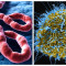 Sint Maarten Issues Public Health Advisory & Travel Restrictions as Ebola Prevention Measures.