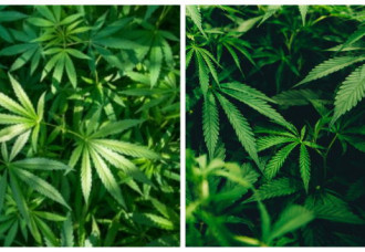 US Justice Department Moves to Reclassify Medical Marijuana — Places FDA Approved and State Licensed Products in Schedule III; Nationwide Hearing Set for June 29.