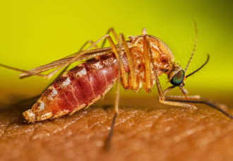 Anguilla Confirms First Locally Acquired Case of West Nile Virus.