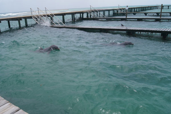 anguilladolphinarium01112012