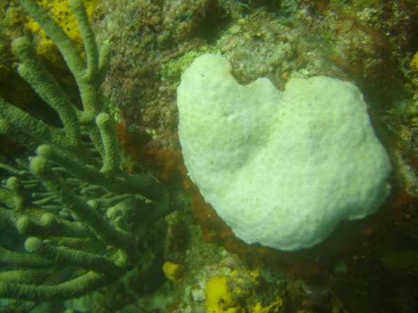 coralbleaching18092012