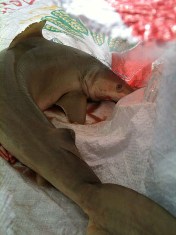 deadshark08112012
