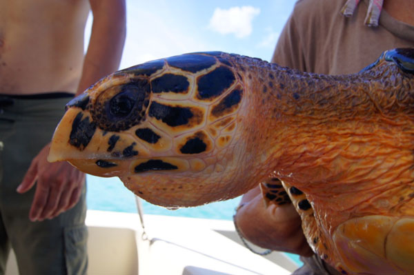 hawksbillseaturtle01112012