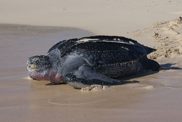 leatherbackseaturtle06032012