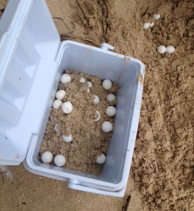 naturefoundationrelocatesseaturtlenest27082012