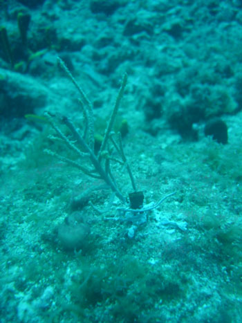 naturefoundationreplantscoral08072012