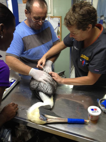naturefoundationrescuespelican10092012