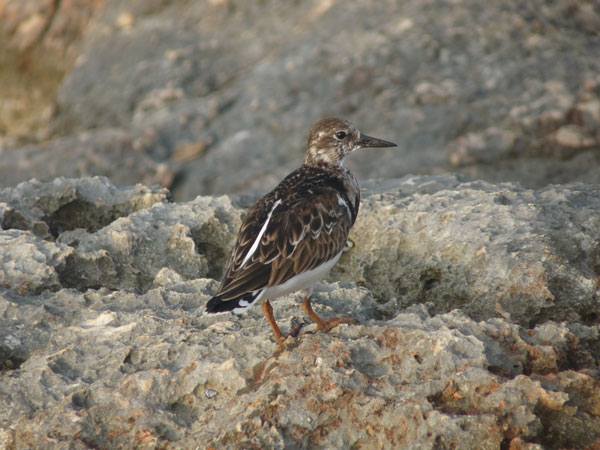 ruddyturnstone20112012