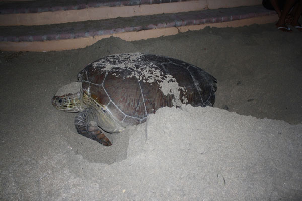 seaturtleindivilittlebay29082012