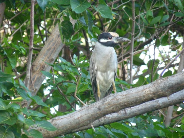 yellowcrownednightheron13122012