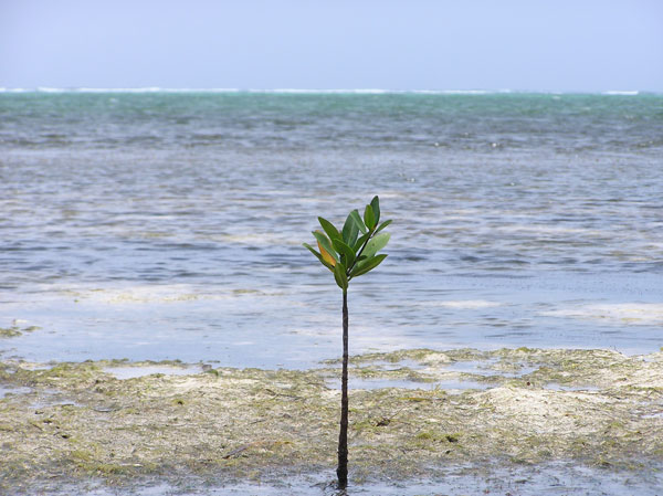 youngmangrove17072012