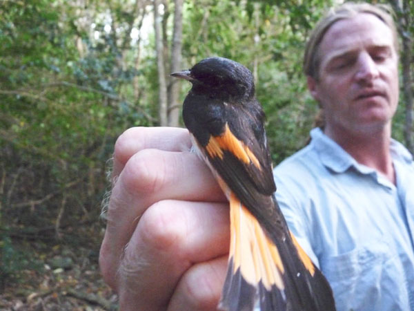 americanredstart25112013