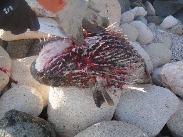 deadporcupinefish29032013