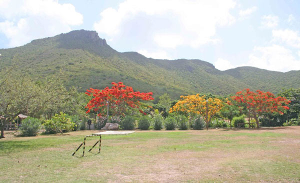 emiliowilsonestate3flamboyanttrees13112013