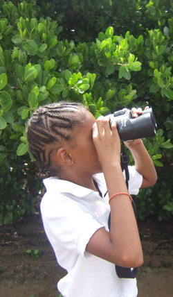 exploringmangrovesandwildlifeoflittlebaypondwithepic25112013