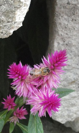 flora15082013