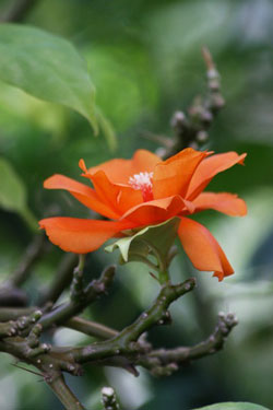 flora25082013