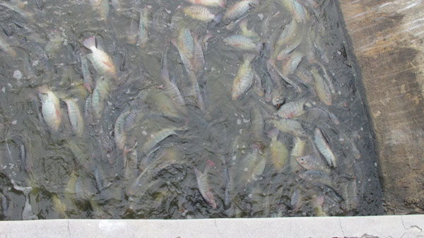 gspdeadtilapia04112013