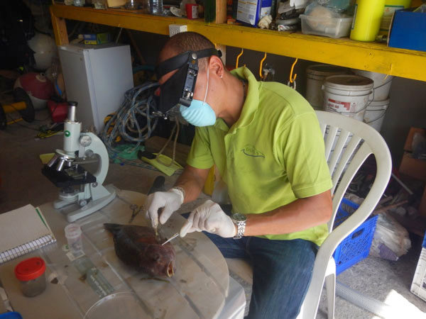 gsptilapiadissection29102013