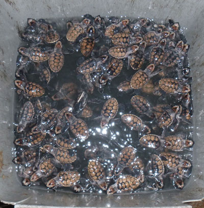 hawksbillhatchlings11102013