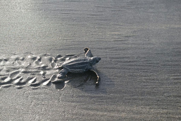 leatherbackseaturtle17102013