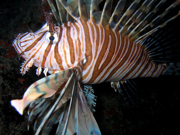 lionfish07052013