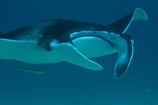 mantaray29032013
