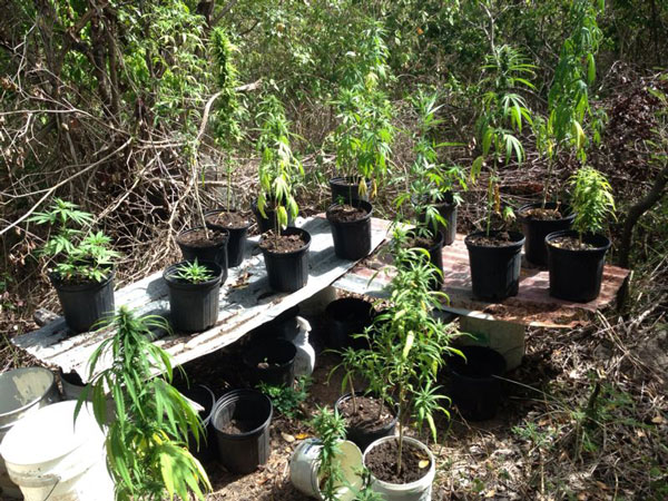 marijuanaplantation03082013