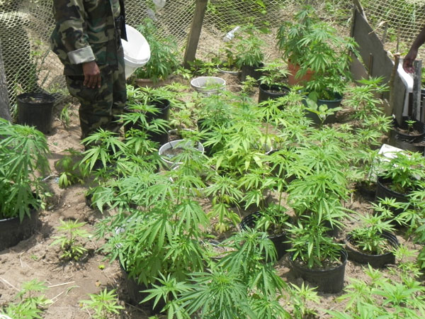 marijuanaplantation14062013
