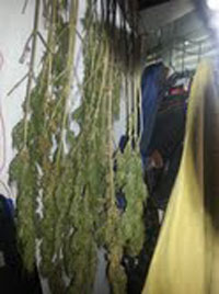 marijuanaplants26052013