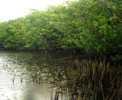 mulletpond03072013