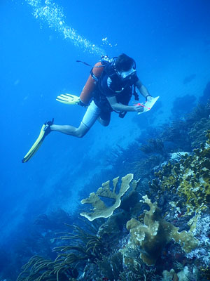 naturefoundationcoralbleachingsurveydive23082013