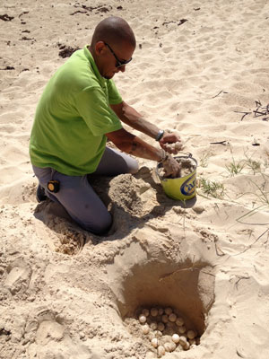 naturefoundationrelocatesturtlenest30082013