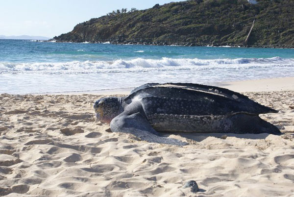 turtleonguanabaybeach13032013