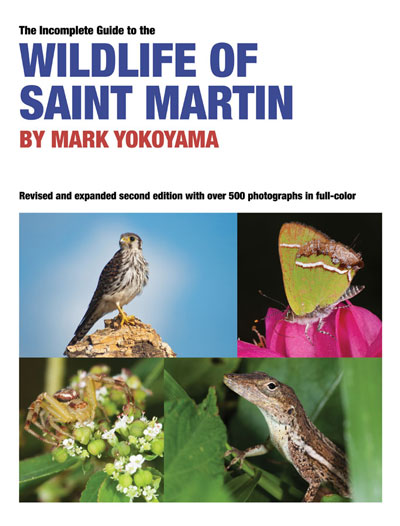 wildlifeofstmartin26072013