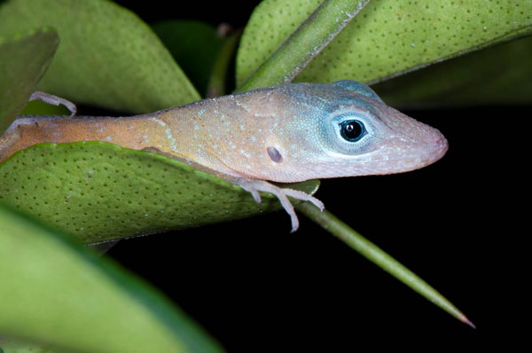 anole09042014