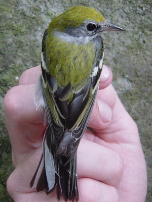 chestnutsidedwarbler15012014