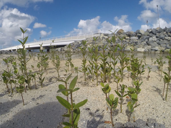 mangroverestorationsxmcauseway15012014
